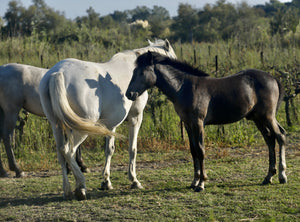 Camargue chevaux Aout 2022 - vagabondphotos.ch