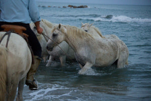 Camargue Chevaux dans les marais - vagabondphotos.ch