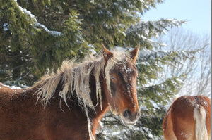 chevaux dans la neige - vagabondphotos.ch