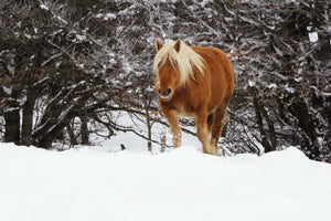 Chevaux sur la route - vagabondphotos.ch