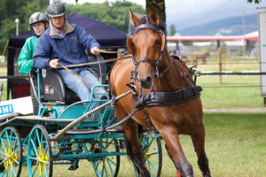 différents concours de chevaux - vagabondphotos.ch