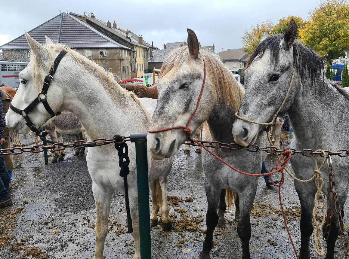 Fay sur Lignon Ardèche.07 - vagabondphotos.ch
