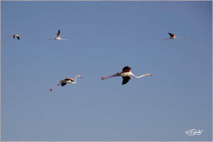 flamands roses - vagabondphotos.ch