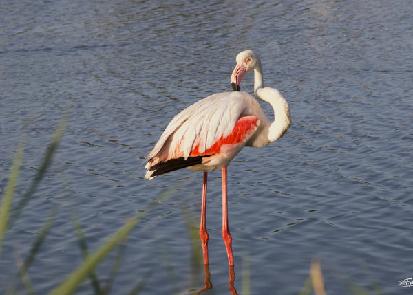 Flamants rose