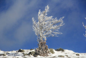 02 Arbres givré - vagabondphotos.ch