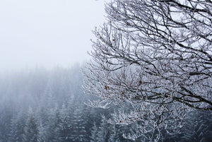 05 Arbres - vagabondphotos.ch