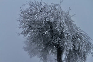 10. Arbres avec le givres - vagabondphotos.ch