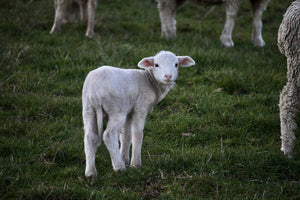 10 Petit mouton - vagabondphotos.ch