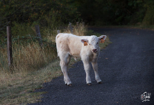 12 Petit mouton sur la route - vagabondphotos.ch