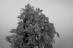 14 Arbre - vagabondphotos.ch