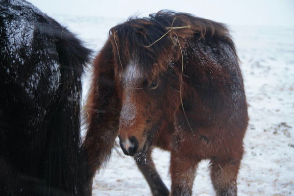 15. Cheuveaux Islandais - vagabondphotos.ch