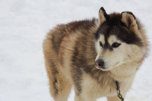 18. Chien de traîneau - vagabondphotos.ch