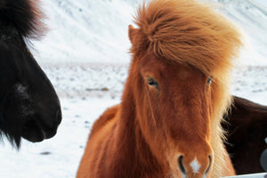 2. chevaux Islandais - vagabondphotos.ch