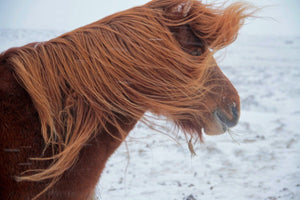 20. Cheuveaux Islandais - vagabondphotos.ch