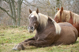 21. Chevaux - vagabondphotos.ch