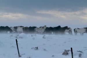 21. neige froid - vagabondphotos.ch