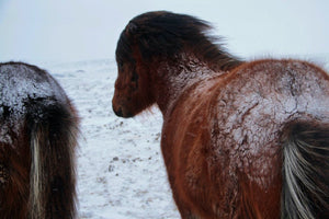 26. Cheuveaux Islandais - vagabondphotos.ch