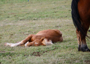 26. petit cheval - vagabondphotos.ch