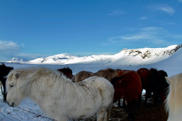 28. Cheveaux Islandais - vagabondphotos.ch