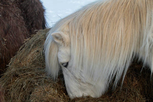 31. Cheveaux Islandais - vagabondphotos.ch