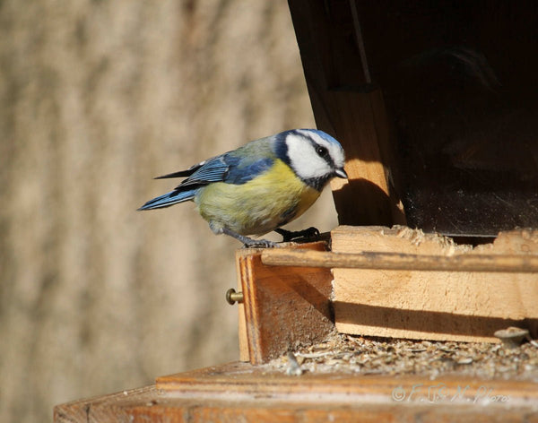 35. mésange - vagabondphotos.ch