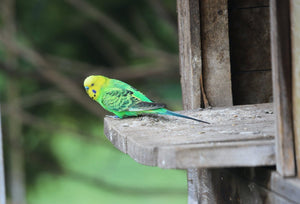 36. jaune vert - vagabondphotos.ch