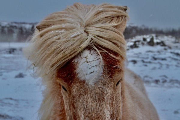 4. cheveux au vent - vagabondphotos.ch