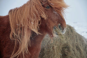 4. cheveux au vent - vagabondphotos.ch