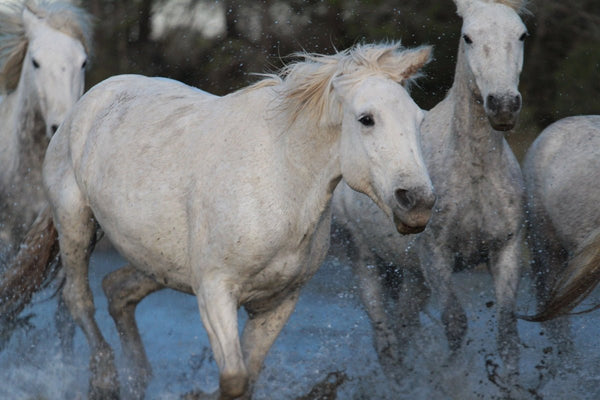 5. Chevaux - vagabondphotos.ch