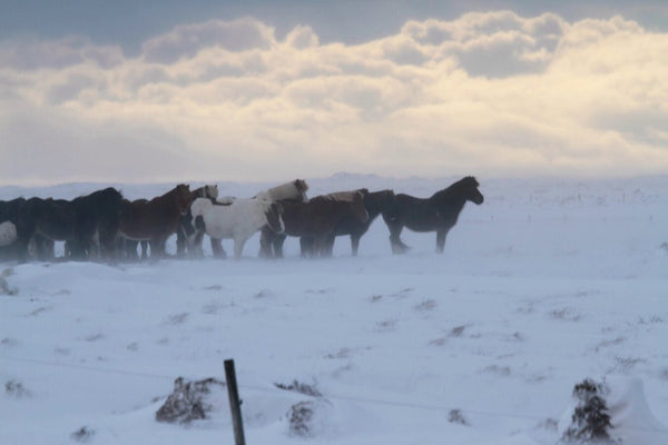 5. Cheveaux Islandais - vagabondphotos.ch