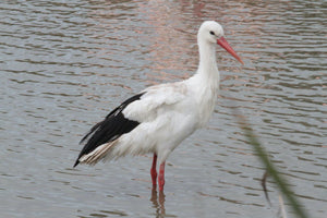 5. Cigogne - vagabondphotos.ch