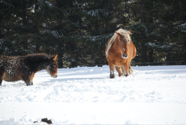 6. Chevaux - vagabondphotos.ch