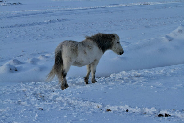 62 Cheval Islandais - vagabondphotos.ch