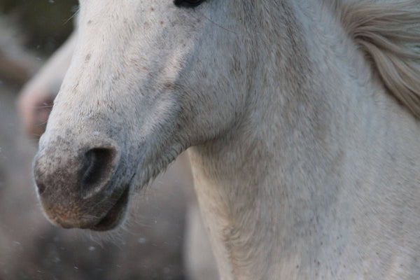 7. Cheval - vagabondphotos.ch