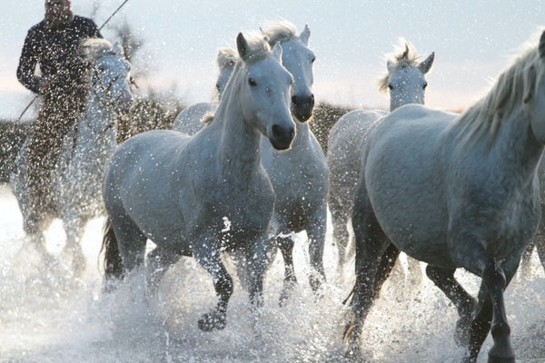 8. au galop - vagabondphotos.ch