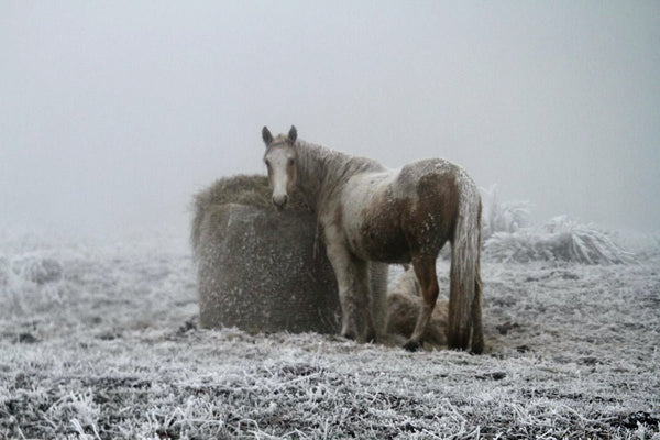 9. Cheval brume - vagabondphotos.ch