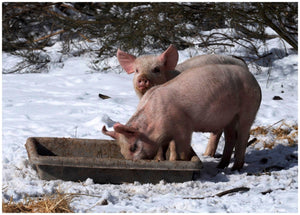 animaux cochon - vagabondphotos.ch