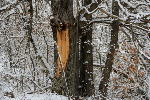 Arbre coupé sous la neige - vagabondphotos.ch