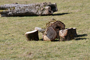 Arbres coupés - vagabondphotos.ch