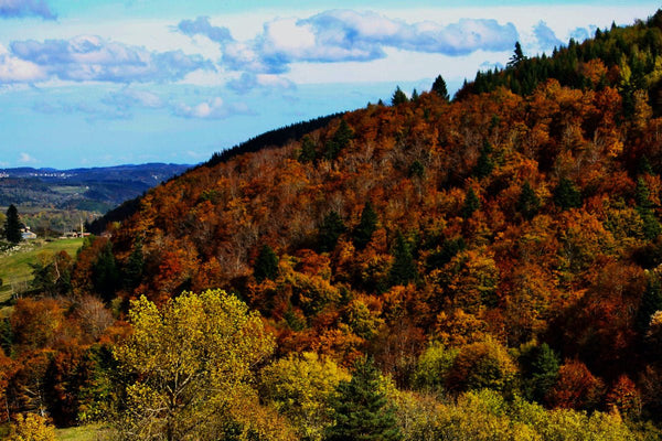 automne - vagabondphotos.ch