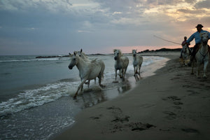 Camargue - vagabondphotos.ch