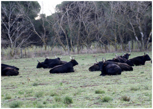 Camargue décembre 2023 - vagabondphotos.ch