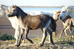 Camargue France - vagabondphotos.ch