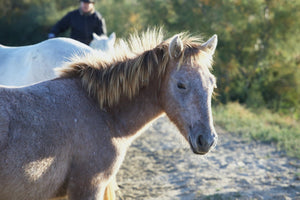 Camargue France - vagabondphotos.ch