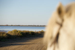 Camargue France - vagabondphotos.ch