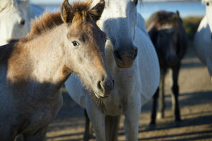 Camargue France - vagabondphotos.ch