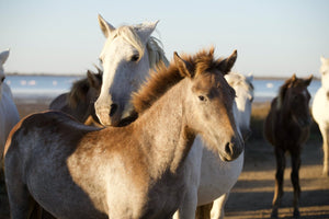 Camargue France - vagabondphotos.ch