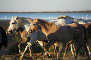 Camargue France - vagabondphotos.ch