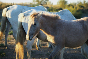 Camargue France - vagabondphotos.ch