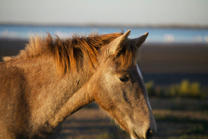 Camargue France - vagabondphotos.ch